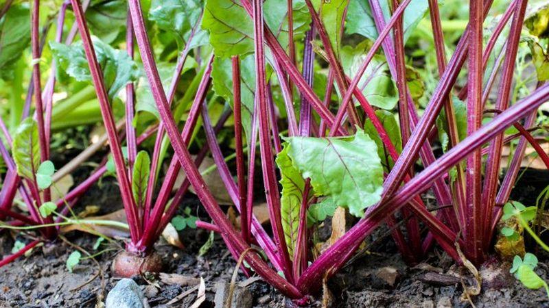 Règles pour obtenir une riche récolte de betteraves : culture en pleine terre et entretien