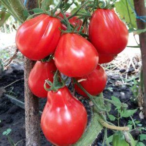 Kami menanam hasil tuaian tomato manis dan berair yang kaya: Tomato Red Truffle - ciri dan perihalan varieti