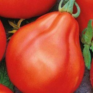 Wir bauen eine reiche Ernte süßer und saftiger Tomaten an: Rote Trüffeltomate – Eigenschaften und Beschreibung der Sorte