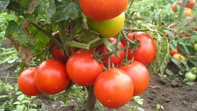 Avaliação das 15 melhores variedades de tomate de baixo crescimento para estufas: escolhendo aquela que se adapta a todos os parâmetros