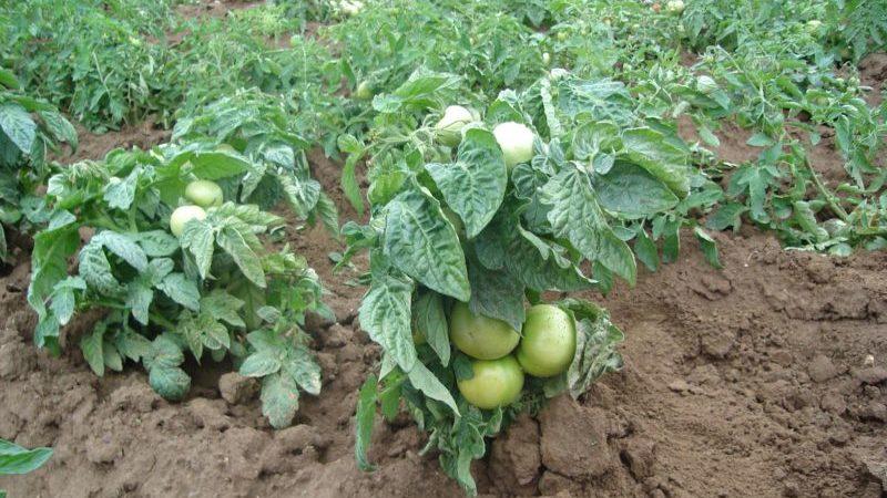 Avaliação das 15 melhores variedades de tomate de baixo crescimento para estufas: escolhendo aquela que se adapta a todos os parâmetros