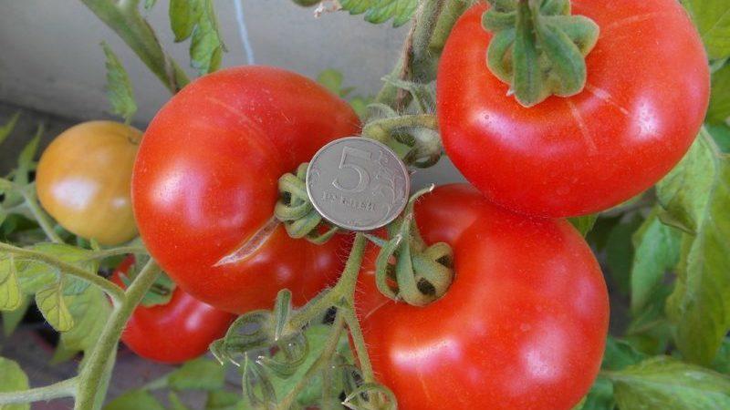 Valoración de las 15 mejores variedades de tomates de bajo crecimiento para invernadero: elegir la que se adapte a todos los parámetros