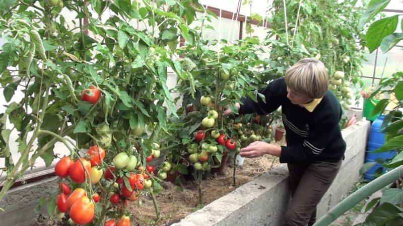 Jenis tomato terbaik untuk rumah hijau, tahan kepada penyakit hawar lewat