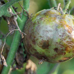 As melhores variedades de tomate para estufa, resistentes à requeima