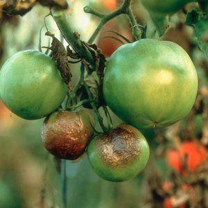 Las mejores variedades de tomates para invernadero, resistentes al tizón tardío.