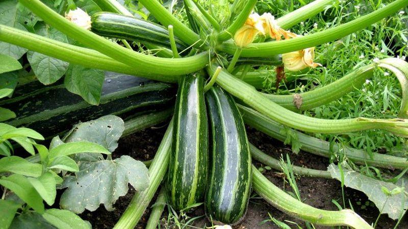 Ang pag-save ng ani hanggang sa tagsibol: kung paano maayos na mag-imbak ng zucchini para sa taglamig at kung anong mga kondisyon ang kailangang likhain para sa mga gulay