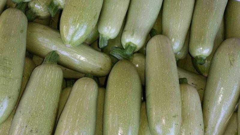 Ang pag-save ng ani hanggang sa tagsibol: kung paano maayos na mag-imbak ng zucchini para sa taglamig at kung anong mga kondisyon ang kailangang likhain para sa mga gulay