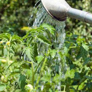 Secrets d'entretien des tomates pour augmenter la productivité : comment nourrir les tomates pendant la floraison et la fructification