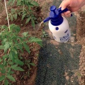 Secrets d'entretien des tomates pour augmenter la productivité : comment nourrir les tomates pendant la floraison et la fructification