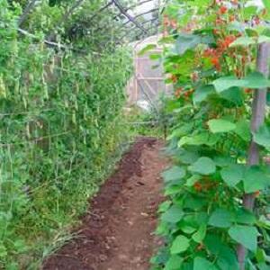 Secretos del cultivo de guisantes en campo abierto e invernaderos.