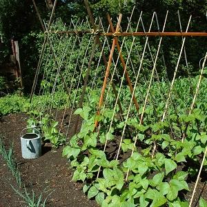 Secretos del cultivo de guisantes en campo abierto e invernaderos.