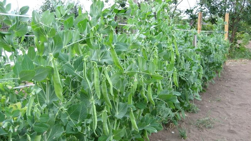 Secretos del cultivo de guisantes en campo abierto e invernaderos.