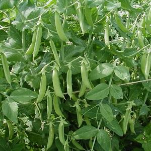 Secretos del cultivo de guisantes en campo abierto e invernaderos.