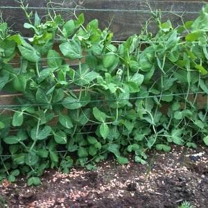 Secretos del cultivo de guisantes en campo abierto e invernaderos.