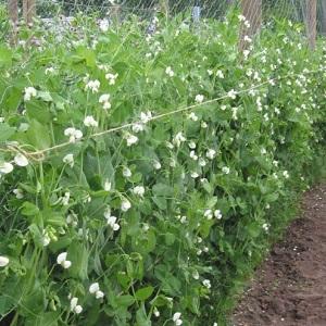 Secretos del cultivo de guisantes en campo abierto e invernaderos.