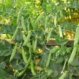 Secretos del cultivo de guisantes en campo abierto e invernaderos.