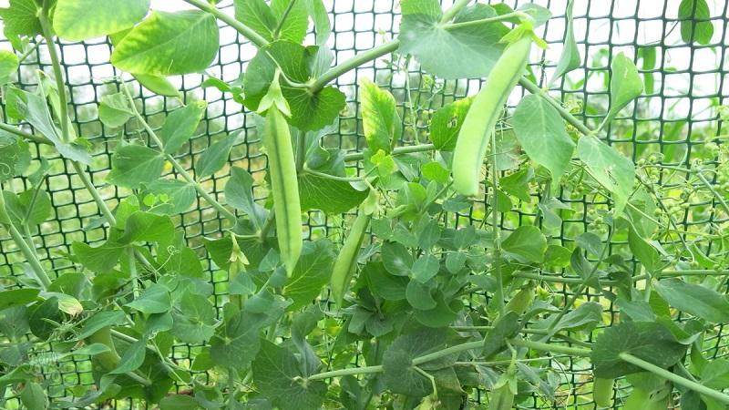 Secretos del cultivo de guisantes en campo abierto e invernaderos.