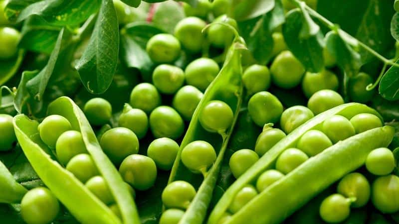 Nous préservons le goût et les propriétés bénéfiques toute l'année : cosses de pois - recettes pour l'hiver de ménagères expérimentées