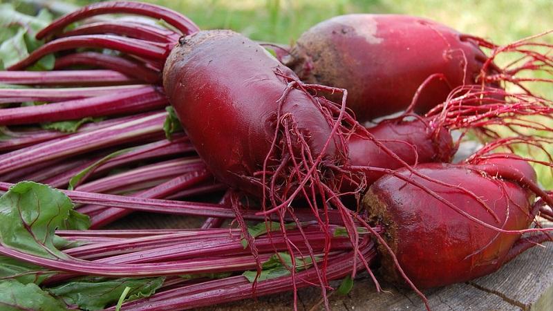 Verdure fresche tutto l'anno - come conservare le barbabietole in cantina in inverno: creare condizioni ideali ed evitare il deterioramento del prodotto