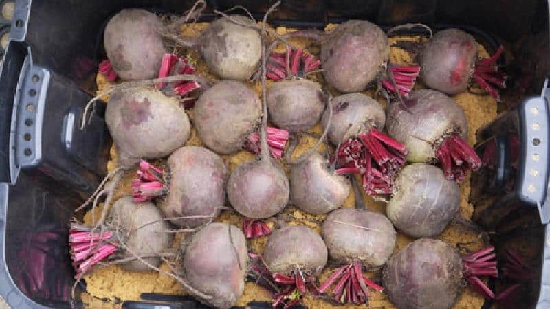 Verduras frescas durante todo el año: cómo almacenar las remolachas en el sótano en invierno: creando las condiciones ideales y evitando el deterioro del producto