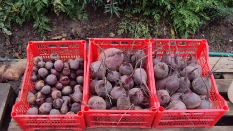 Verdure fresche tutto l'anno - come conservare le barbabietole in cantina in inverno: creare condizioni ideali ed evitare il deterioramento del prodotto