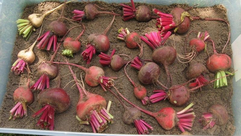 Verduras frescas durante todo el año: cómo almacenar las remolachas en el sótano en invierno: creando las condiciones ideales y evitando el deterioro del producto