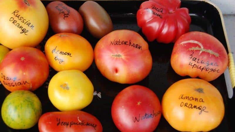 Top 15 des variétés de tomates les plus sucrées pour serres : revue des meilleures et aide au choix du bon type