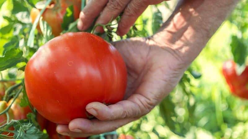 Top 20 der besten superfrühen Tomatensorten für den Freilandanbau: Wählen Sie gemeinsam die richtige aus