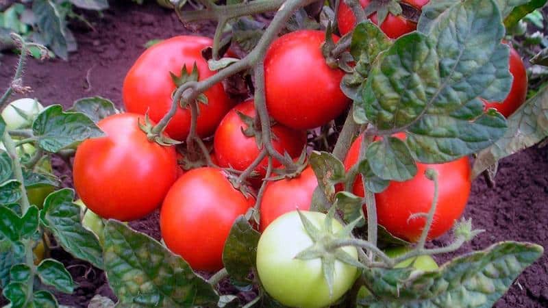 Las 20 mejores variedades de tomates súper precoces para campo abierto: elijan juntos la adecuada