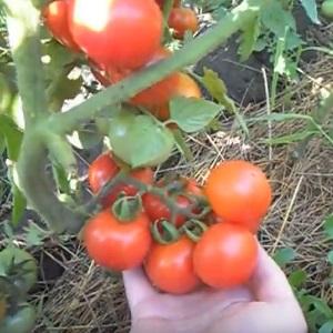 Top 20 der besten superfrühen Tomatensorten für den Freilandanbau: Wählen Sie gemeinsam die richtige aus