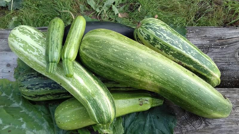 Vad och hur man lagrar zucchini under lång tid - skapar idealiska förhållanden