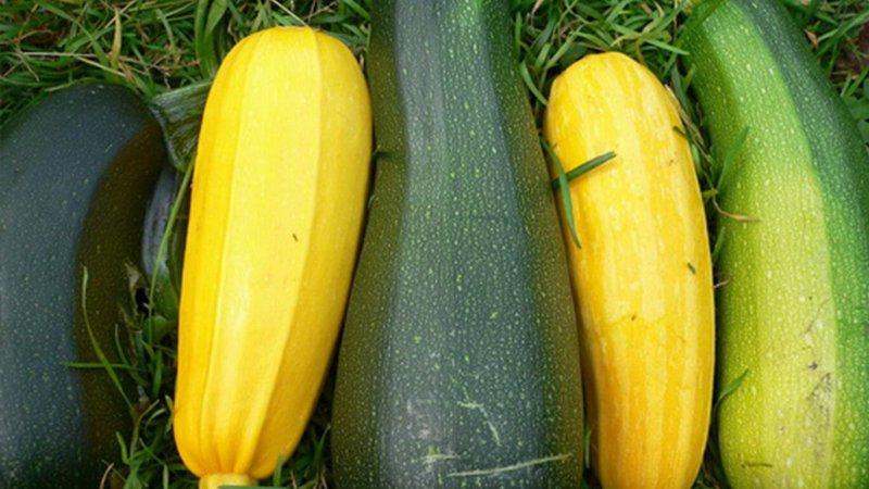 Wat en hoe courgette lange tijd bewaren - ideale omstandigheden creëren