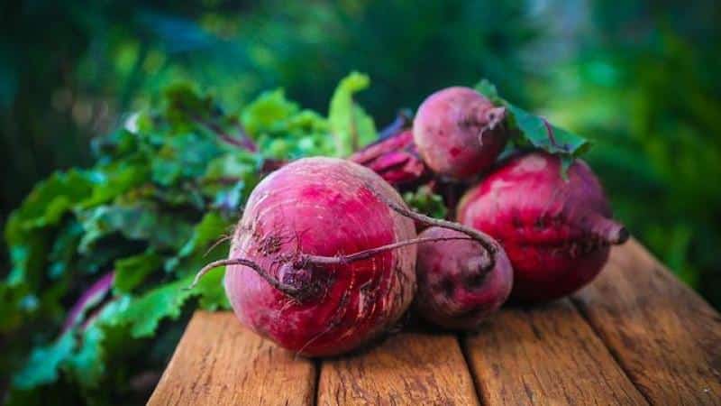 Ein köstlicher Heiler direkt aus dem Garten – gekochte Rüben: Nutzen und Schaden für die Leber