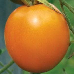 Una variedad brillante con una rica cosecha y un rico sabor: el tomate Eldorado y las características de su cultivo.