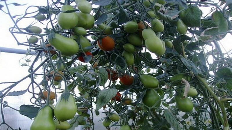 What types of tomatoes are there: key differences and features of choice