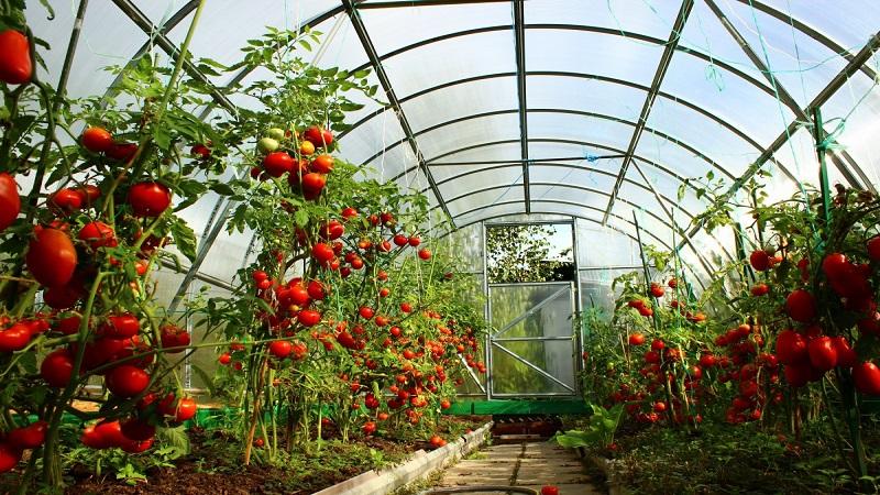 Welche Tomatensorten gibt es: Hauptunterschiede und Auswahlmöglichkeiten