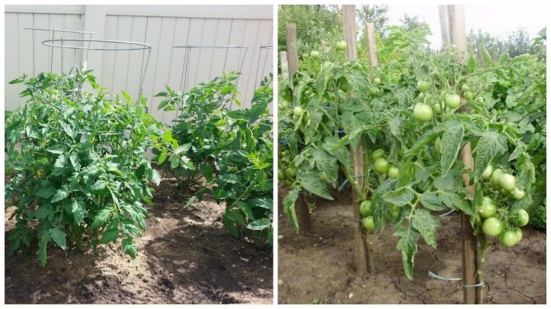 Welche Tomatensorten gibt es: Hauptunterschiede und Auswahlmöglichkeiten