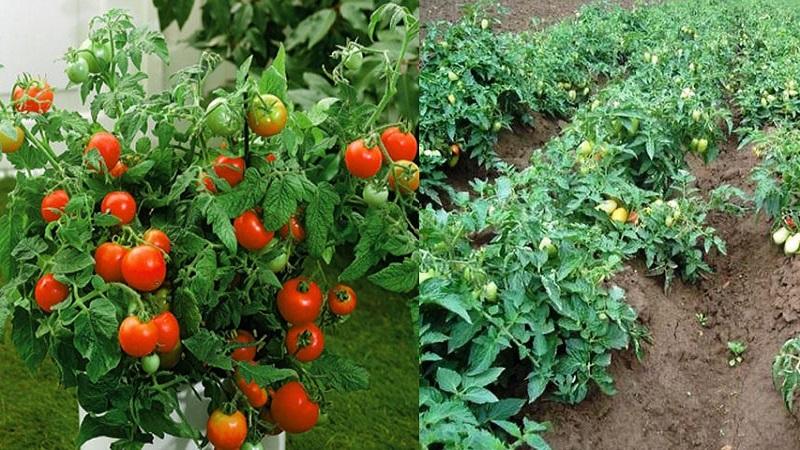 What types of tomatoes are there: key differences and features of choice