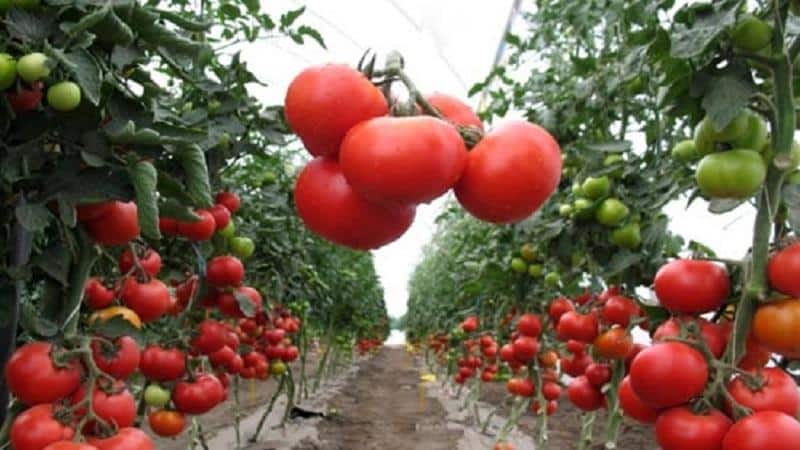 What types of tomatoes are there: key differences and features of choice