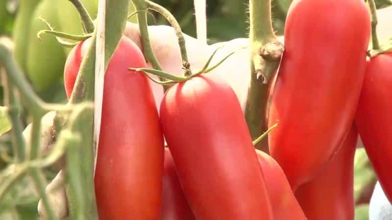 Guloseimas da horta para verdadeiros gourmets: tentação real do tomate