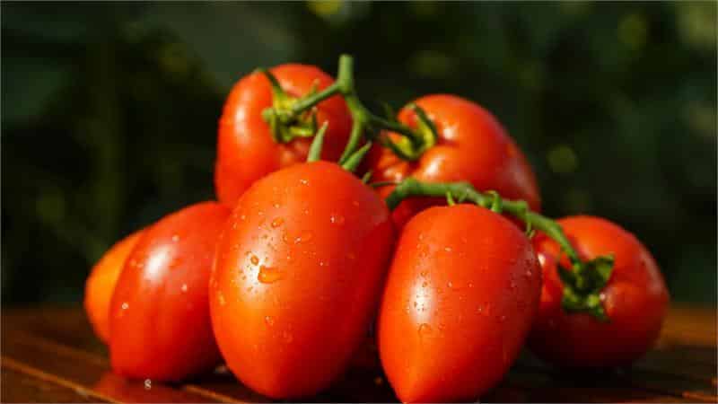 Treats from the garden for real gourmets: tomato Royal temptation