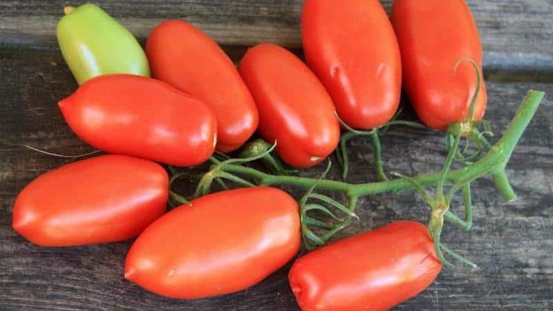 Lekkernijen uit de tuin voor echte fijnproevers: tomaat Koninklijke verleiding