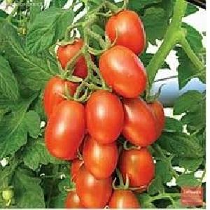 One of the best varieties for canning is the early-ripening and high-yielding tomato Novichok