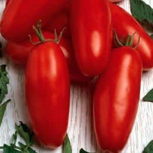 An unusual fruit with an original name: the Red Banana tomato - what is it good for and how to grow it yourself