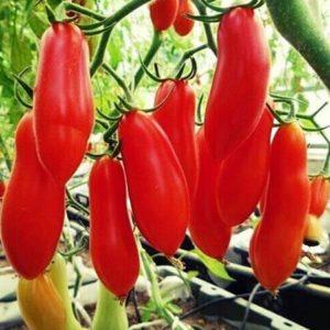 An unusual fruit with an original name: the Red Banana tomato - what is it good for and how to grow it yourself