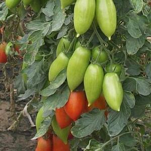 Buah yang luar biasa dengan nama asal: tomato Pisang Merah - untuk apa ia bagus dan cara menanamnya sendiri