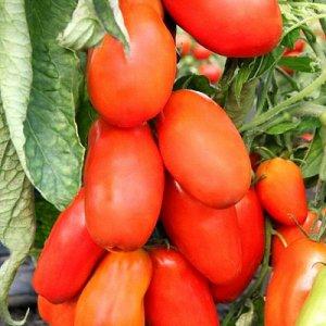 Una fruta inusual con un nombre original: el tomate Red Banana: para qué sirve y cómo cultivarlo usted mismo