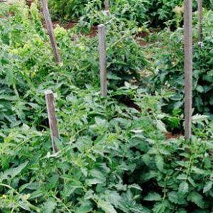 Méthodes de jarretière des tomates en pleine terre : comment le faire correctement et est-ce nécessaire ?