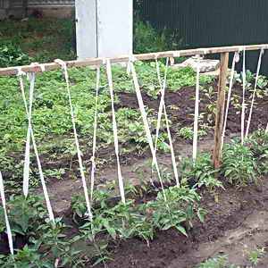 Métodos para engarzar tomates en campo abierto: ¿cómo hacerlo correctamente y es necesario?