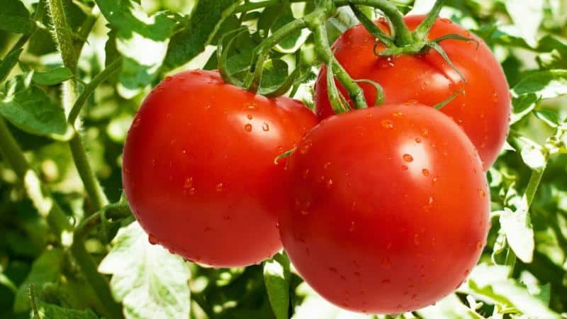 Tomatite avamaal ripskoes hoidmise meetodid: kuidas seda õigesti teha ja kas see on üldse vajalik?